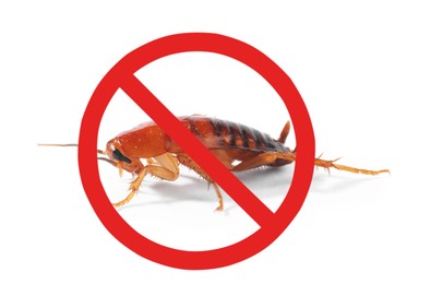 Image of Pest control. Cockroach with red prohibition sign on white background