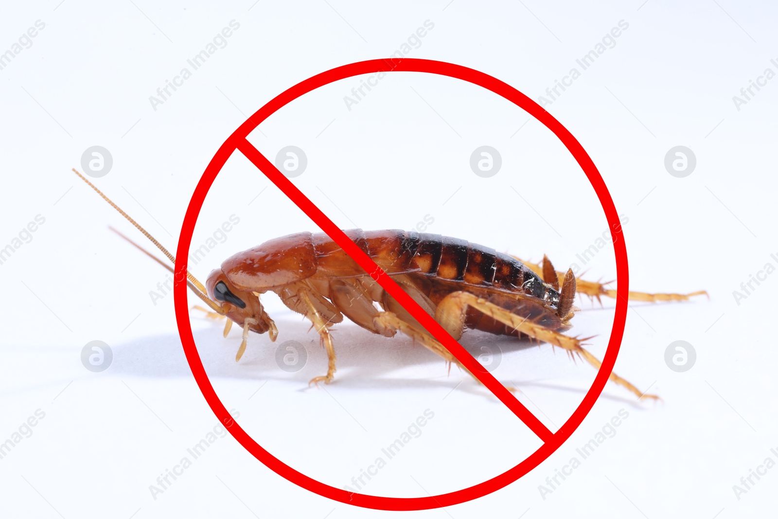 Pest control. Cockroach with red prohibition sign on white background Image of Pest control. Cockroach with red prohibition sign on white background