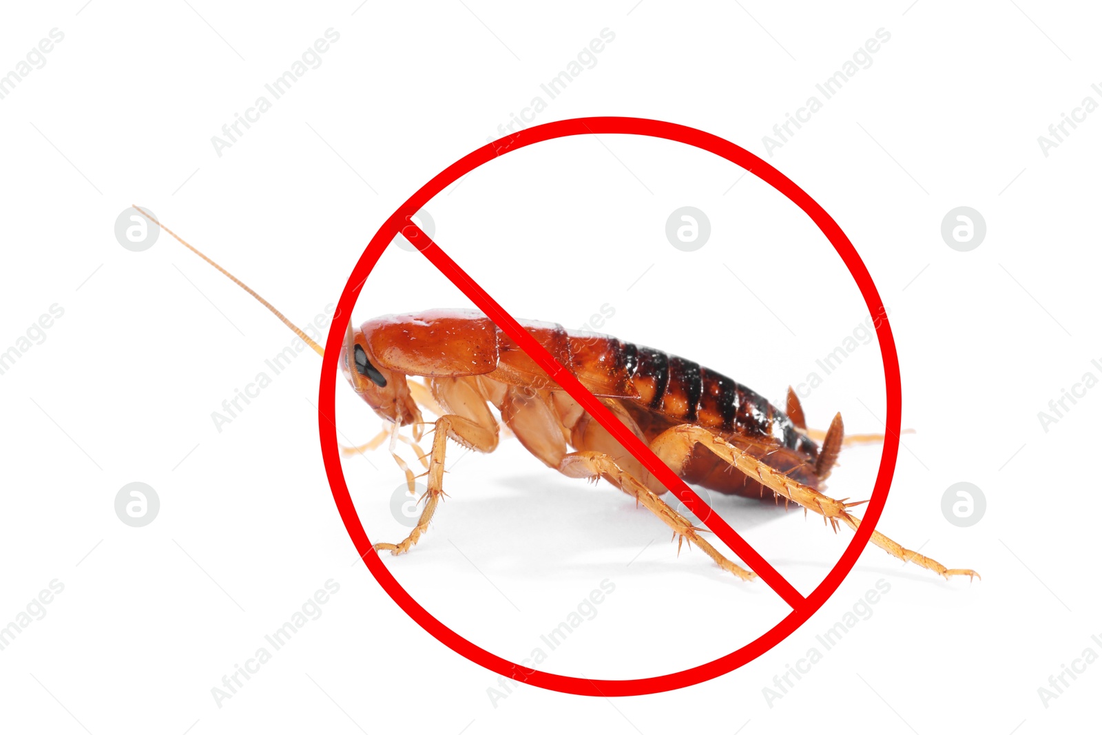 Pest control. Cockroach with red prohibition sign on white background Image of Pest control. Cockroach with red prohibition sign on white background