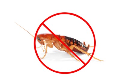 Image of Pest control. Cockroach with red prohibition sign on white background