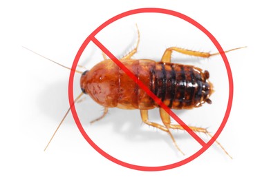 Image of Pest control. Cockroach with red prohibition sign on white background