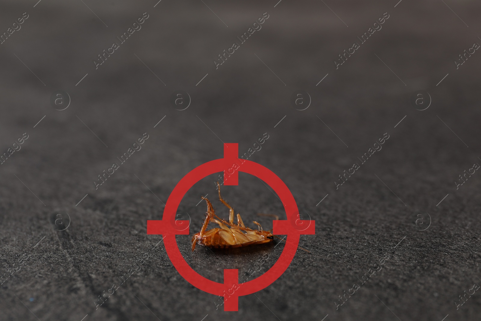Dead cockroach with red target symbol on grey surface, closeup. Pest control Image of Dead cockroach with red target symbol on grey surface, closeup. Pest control