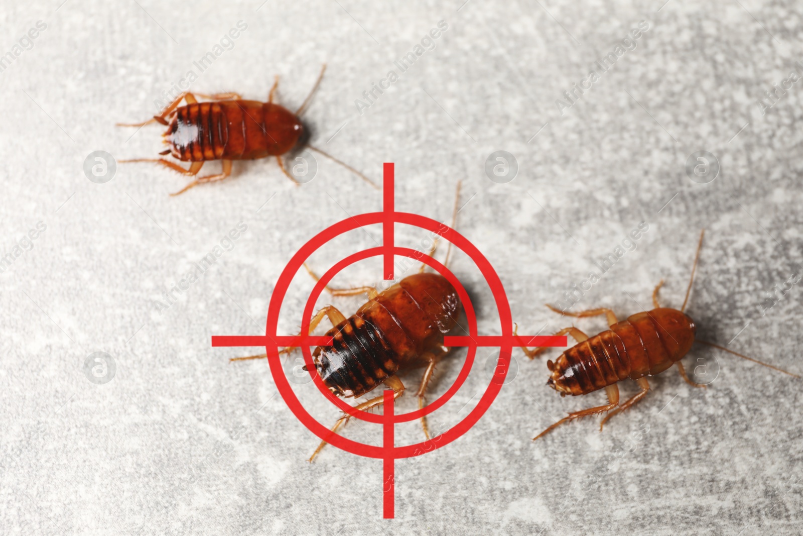 Cockroaches and red target symbol on grey surface. Pest control Image of Cockroaches and red target symbol on grey surface. Pest control