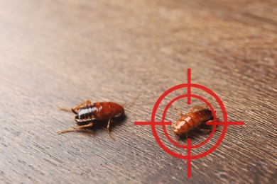 Image of Cockroaches and red target symbol on wooden surface. Pest control
