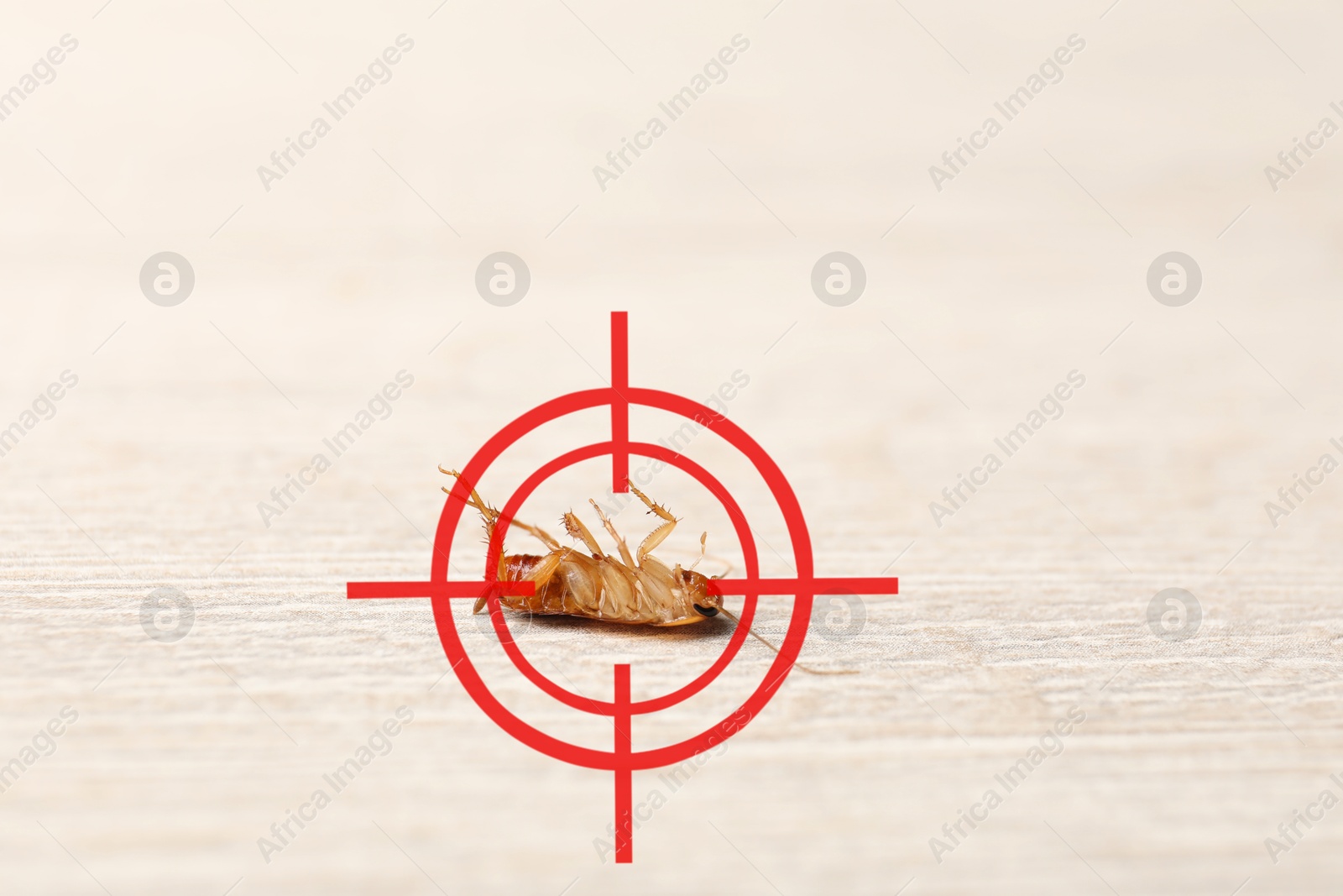 Dead cockroach with red target symbol on wooden surface, closeup. Pest control Image of Dead cockroach with red target symbol on wooden surface, closeup. Pest control