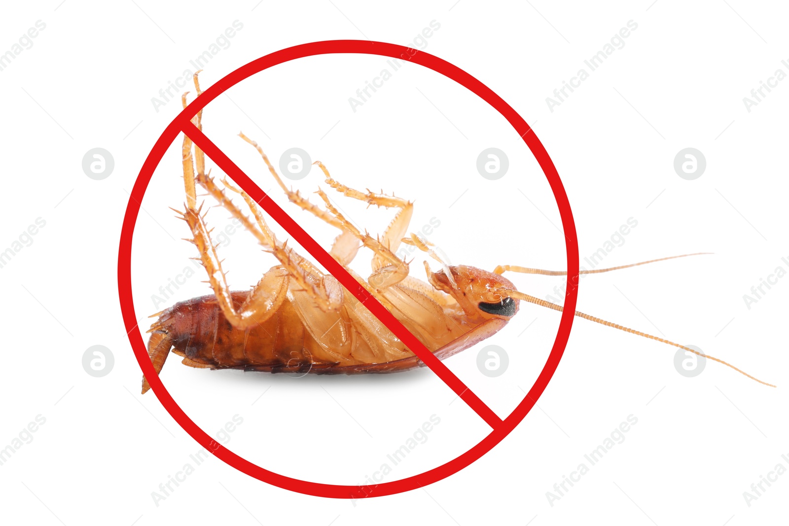Image of Pest control. Dead cockroach with red prohibition sign on white background