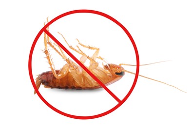 Image of Pest control. Dead cockroach with red prohibition sign on white background