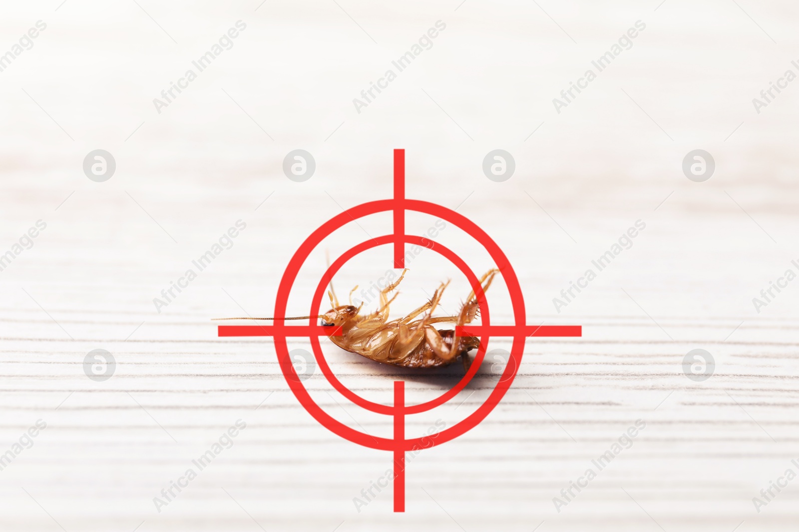 Image of Dead cockroach with red target symbol on white wooden surface, closeup. Pest control
