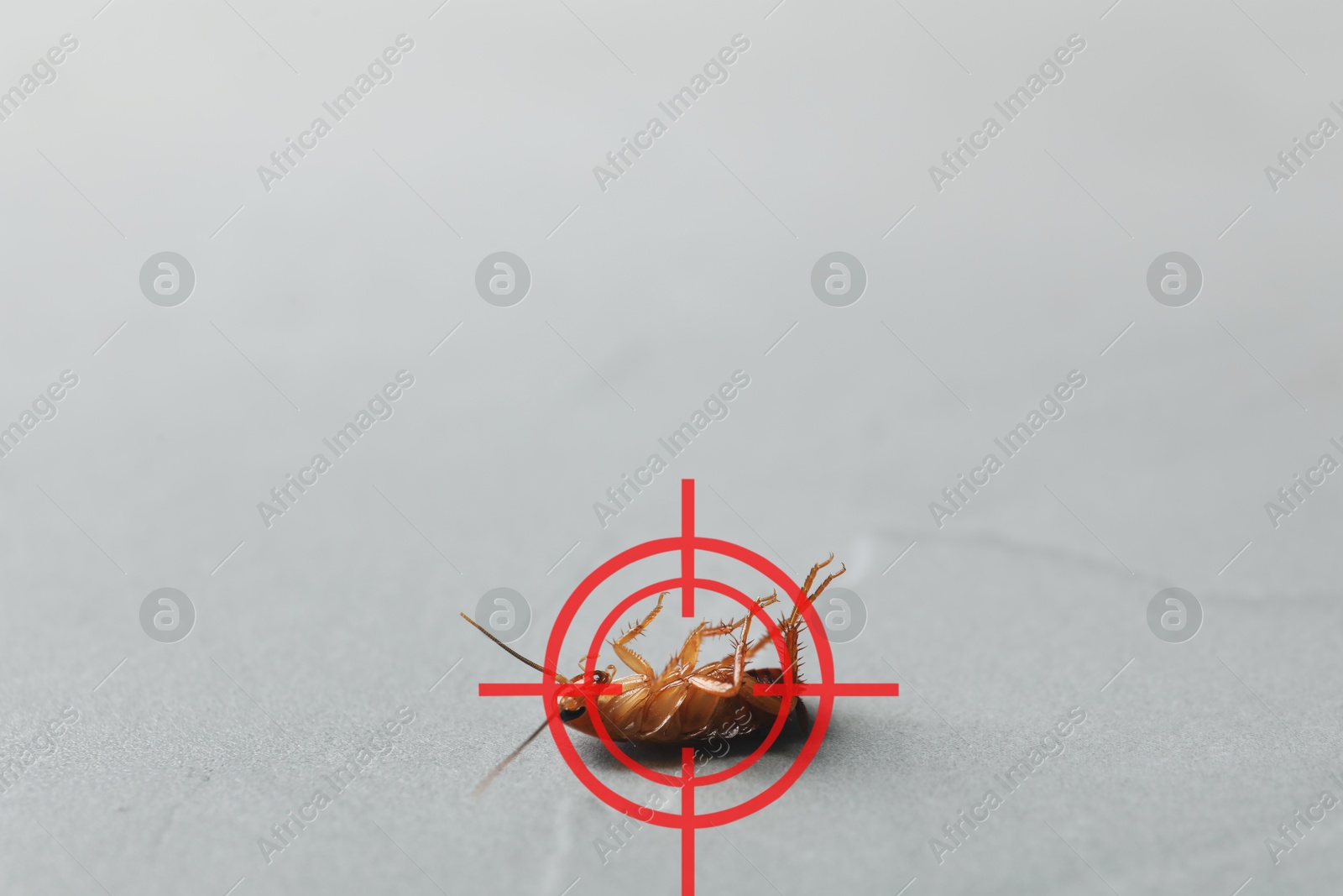 Dead cockroach with red target symbol on grey surface, closeup. Pest control Image of Dead cockroach with red target symbol on grey surface, closeup. Pest control