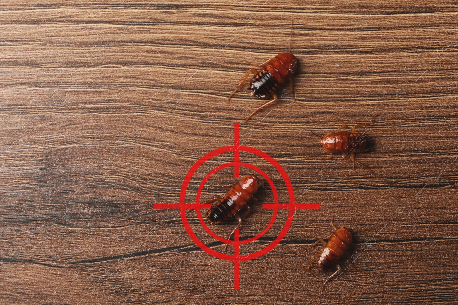 Cockroaches and red target symbol on wooden surface, top view. Pest control Image of Cockroaches and red target symbol on wooden surface, top view. Pest control