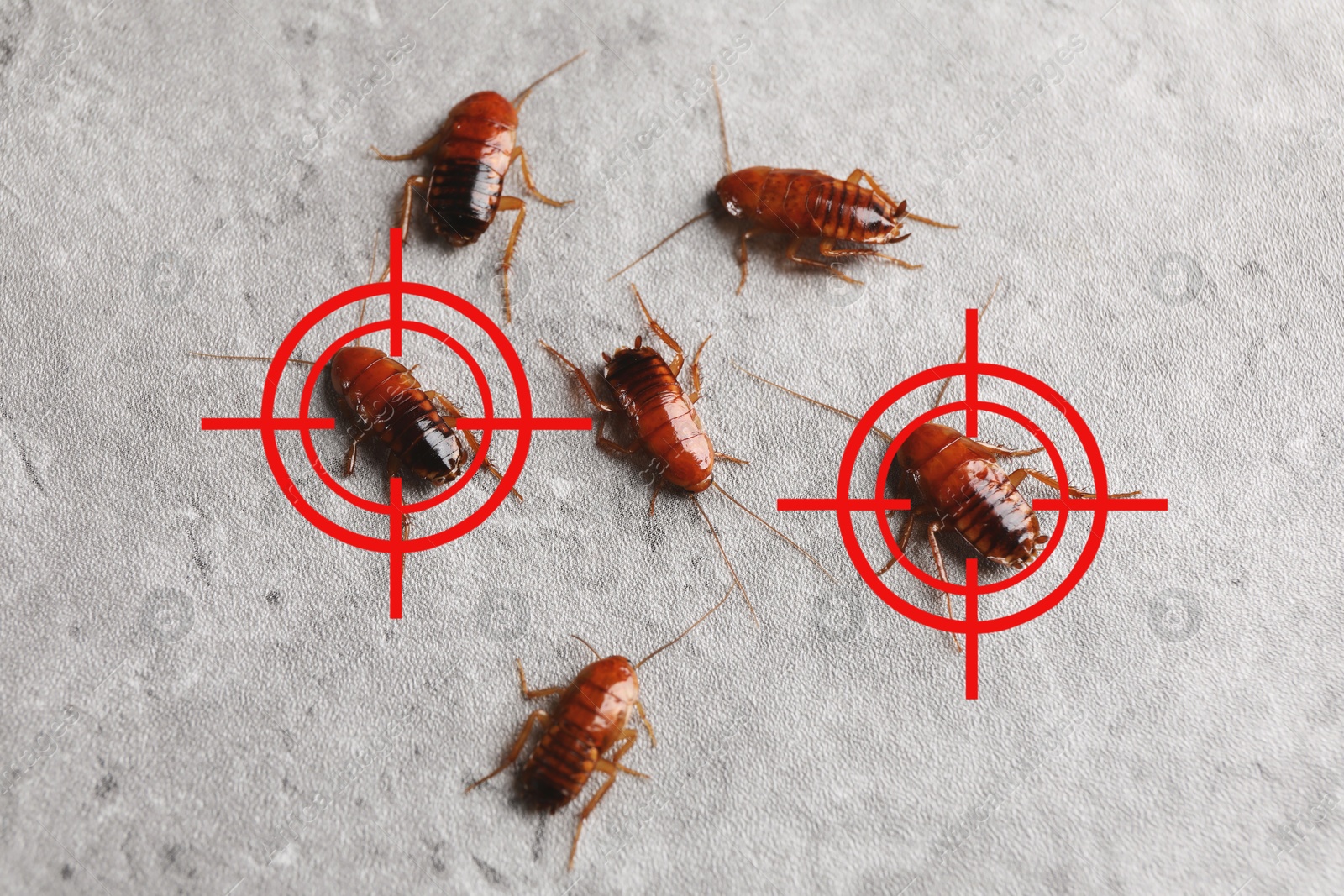 Cockroaches and red target symbols on grey surface, top view. Pest control Image of Cockroaches and red target symbols on grey surface, top view. Pest control
