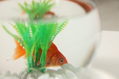 Photo of Gold fish swimming in aquarium with clean water on table indoors, closeup