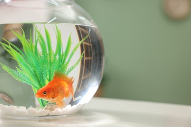 Photo of Gold fish swimming in aquarium with clean water on white table indoors, closeup. Space for text