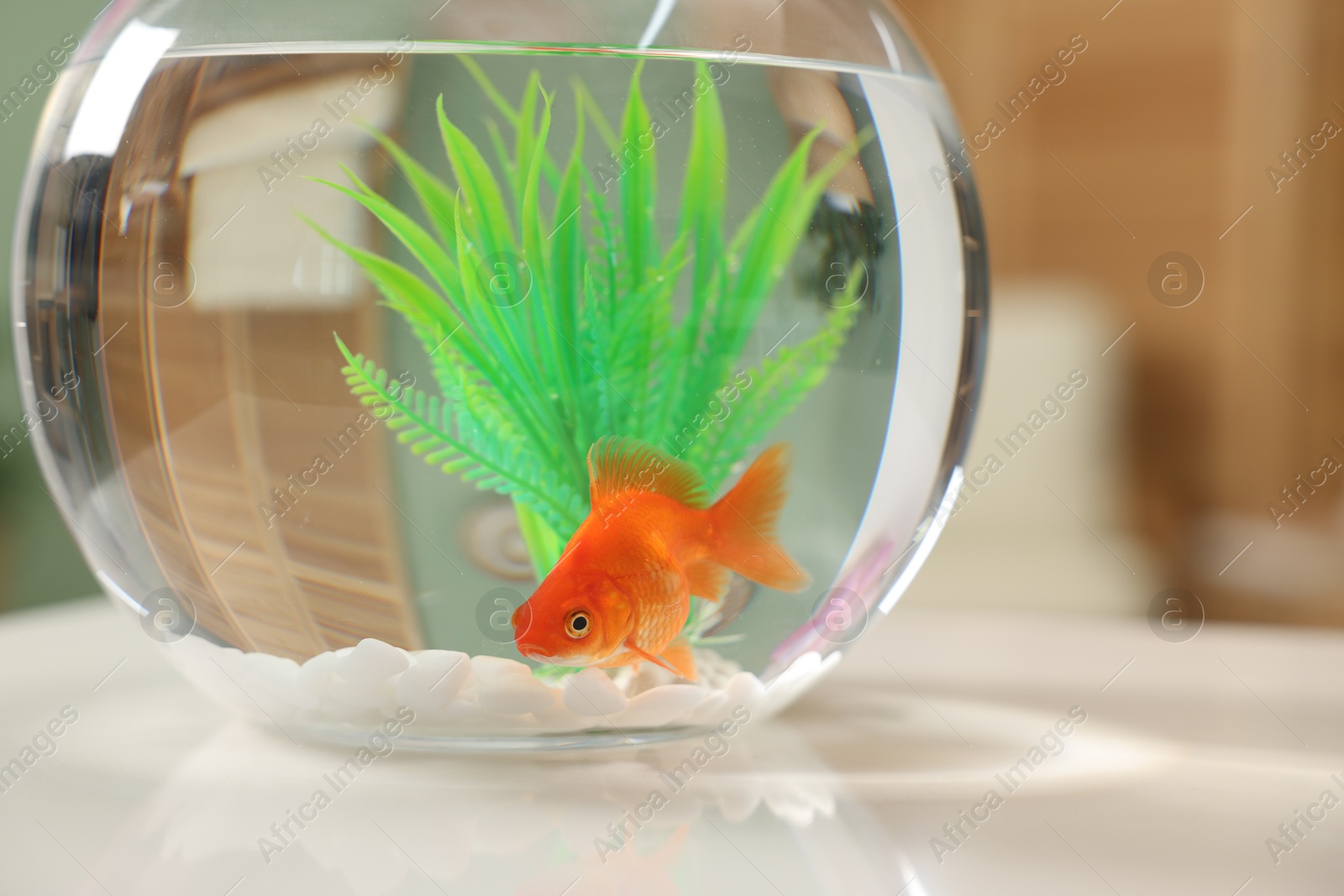 Photo of Gold fish swimming in aquarium with clean water on white table indoors, closeup