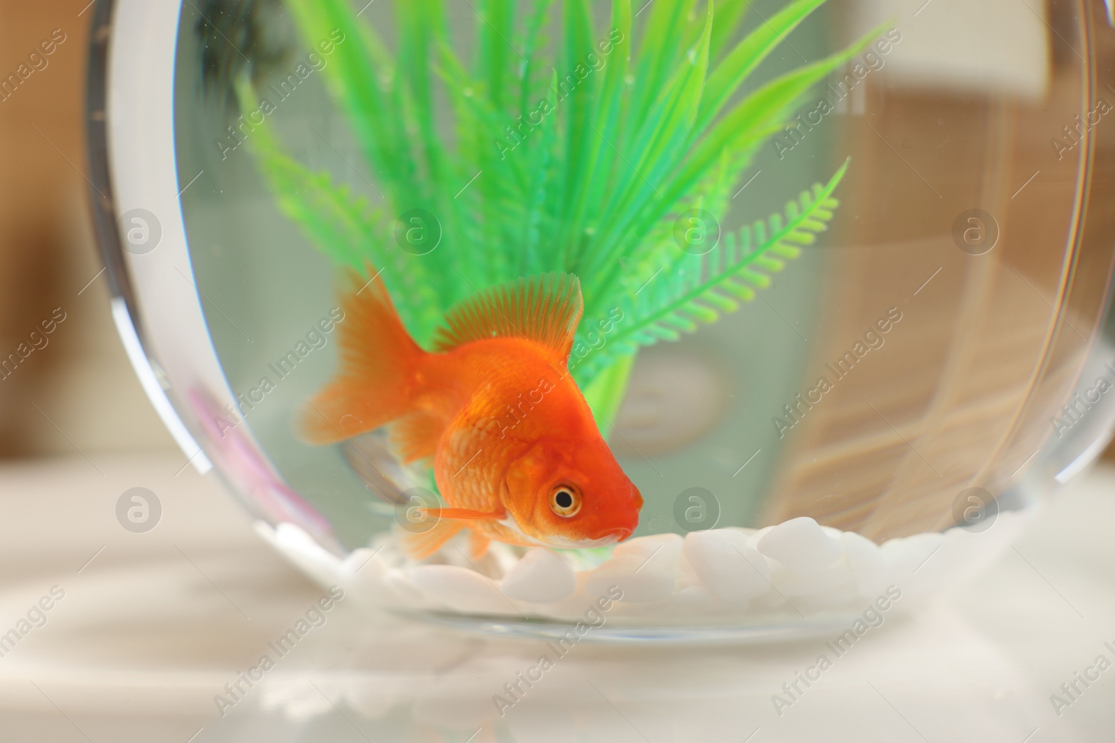 Gold fish swimming in aquarium with clean water on light table indoors, closeup Photo of Gold fish swimming in aquarium with clean water on light table indoors, closeup