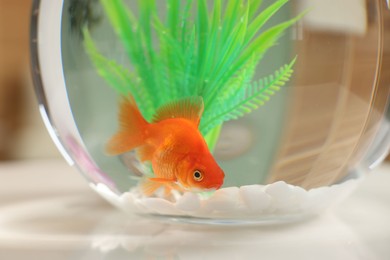Photo of Gold fish swimming in aquarium with clean water on light table indoors, closeup