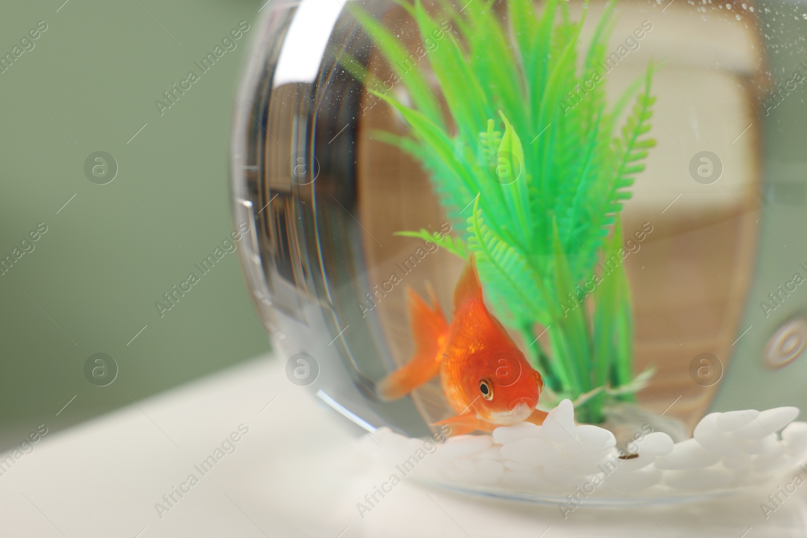 Photo of Gold fish swimming in aquarium with clean water on light table indoors, closeup