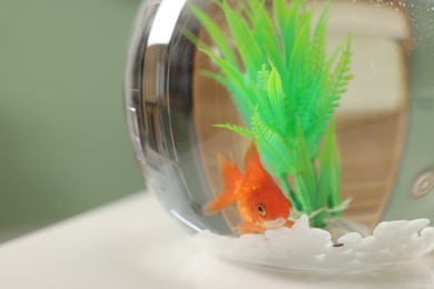 Photo of Gold fish swimming in aquarium with clean water on light table indoors, closeup