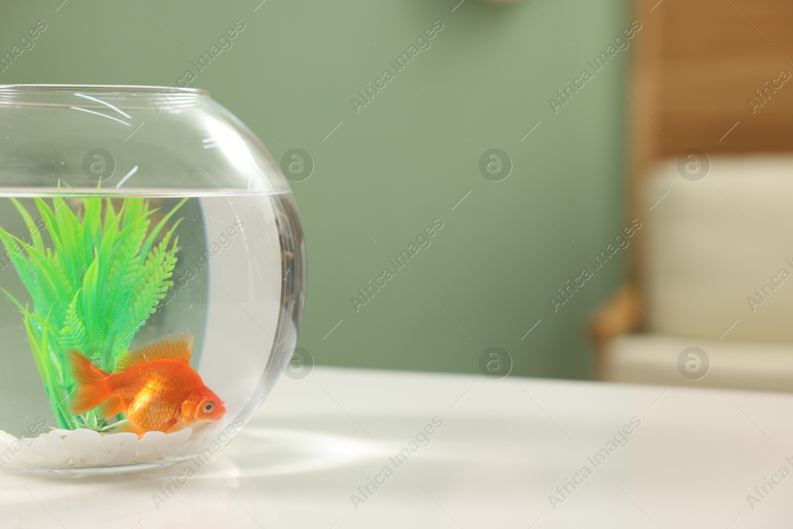 Gold fish swimming in aquarium with clean water on white table indoors, space for text Photo of Gold fish swimming in aquarium with clean water on white table indoors, space for text