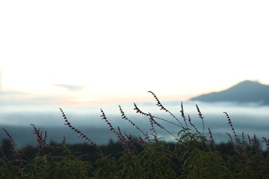 Photo of Beautiful flowers growing on meadow in mountains, closeup