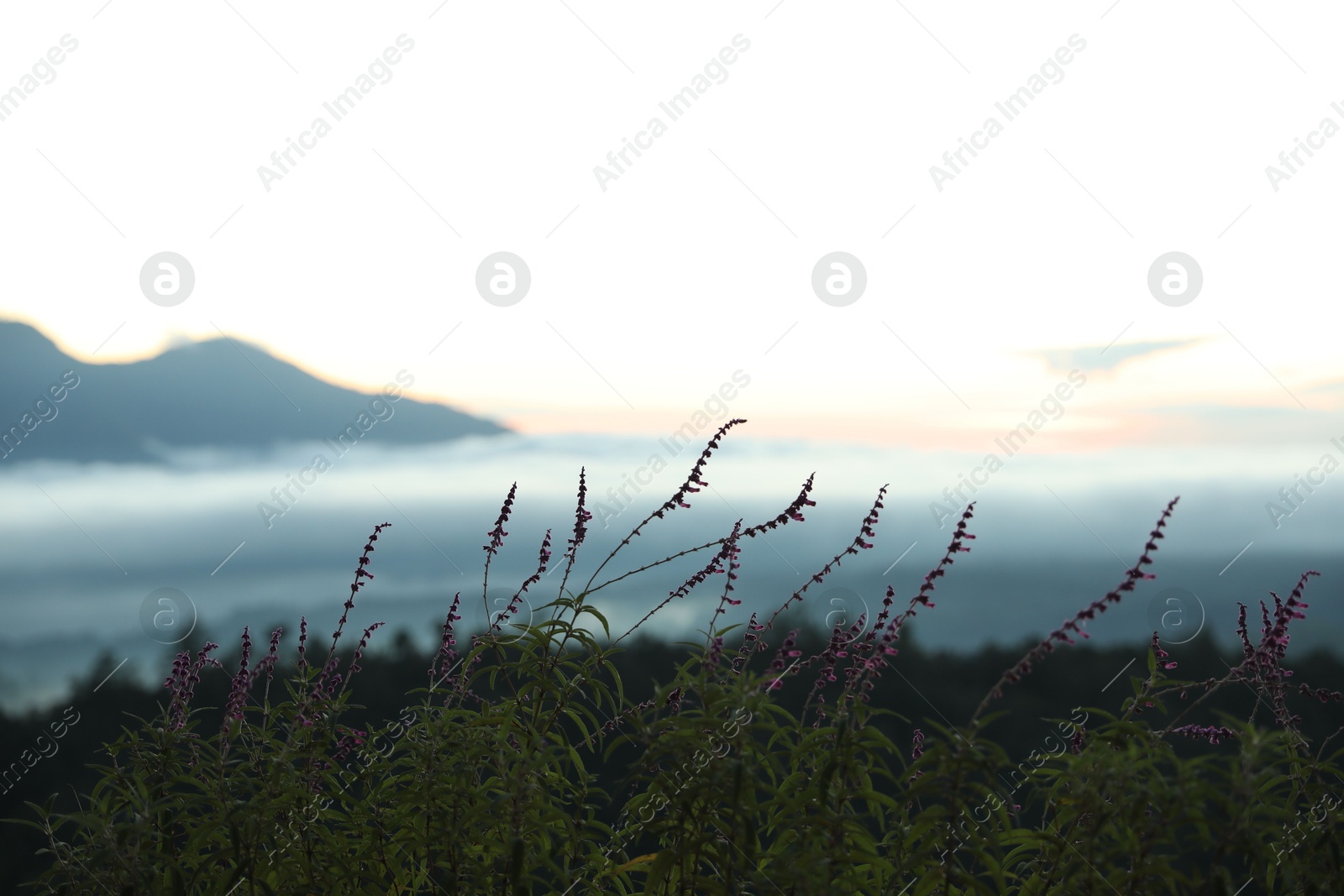Beautiful flowers growing on meadow in mountains, closeup Photo of Beautiful flowers growing on meadow in mountains, closeup