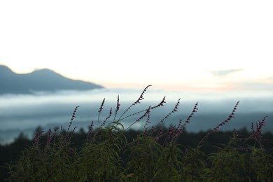 Photo of Beautiful flowers growing on meadow in mountains, closeup