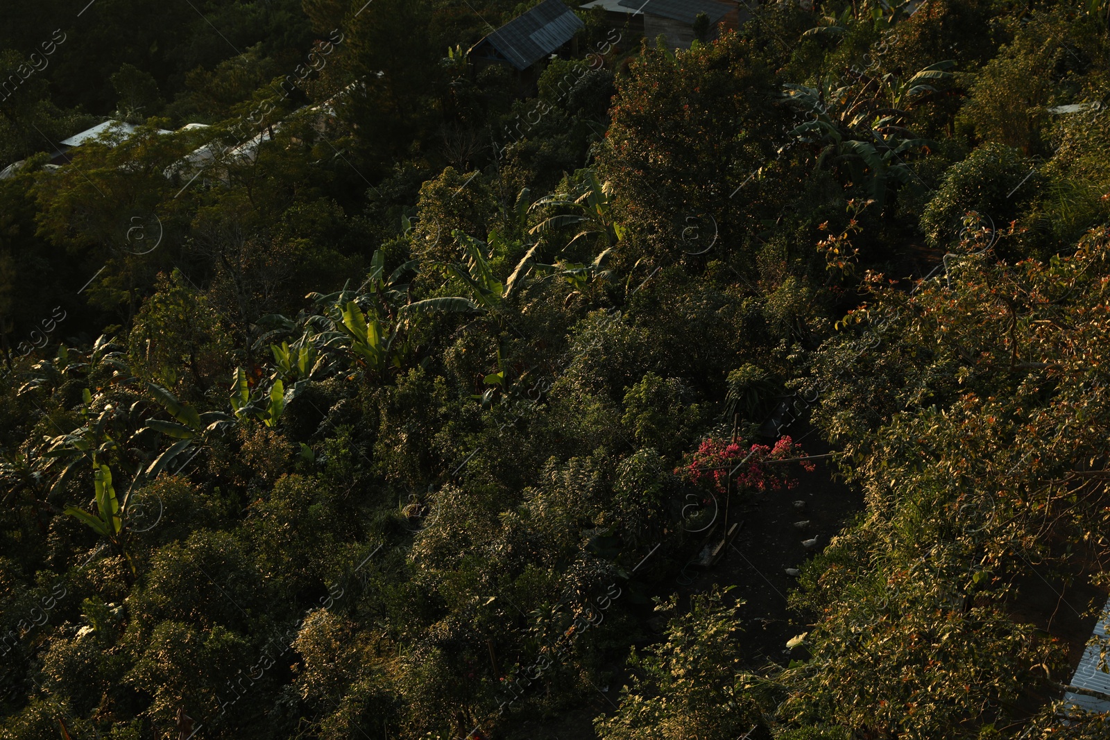 Many different plants growing on hill, above view Photo of Many different plants growing on hill, above view