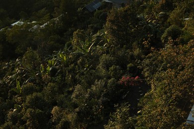 Photo of Many different plants growing on hill, above view