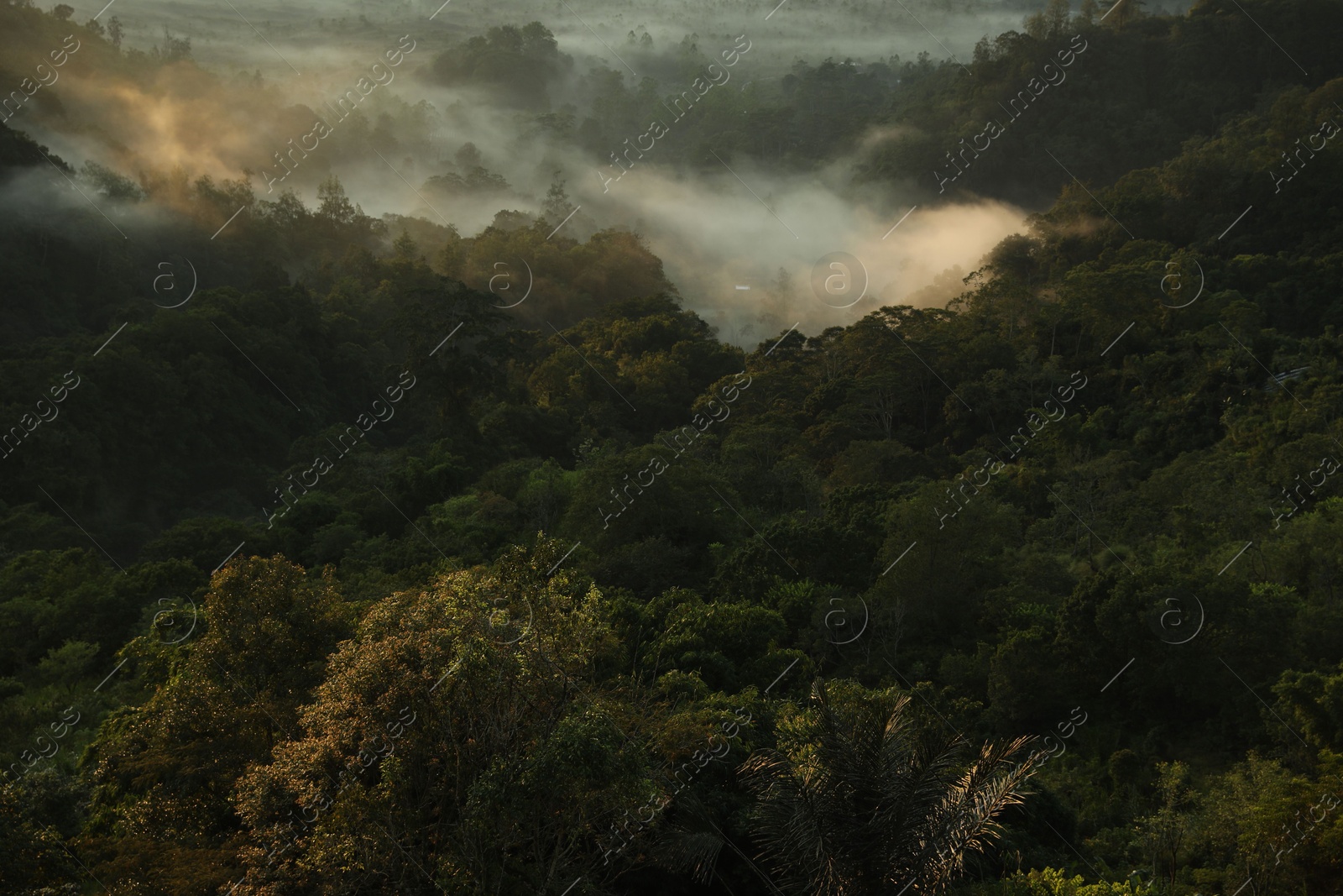 View of beautiful mountain forest covered with fog Photo of View of beautiful mountain forest covered with fog