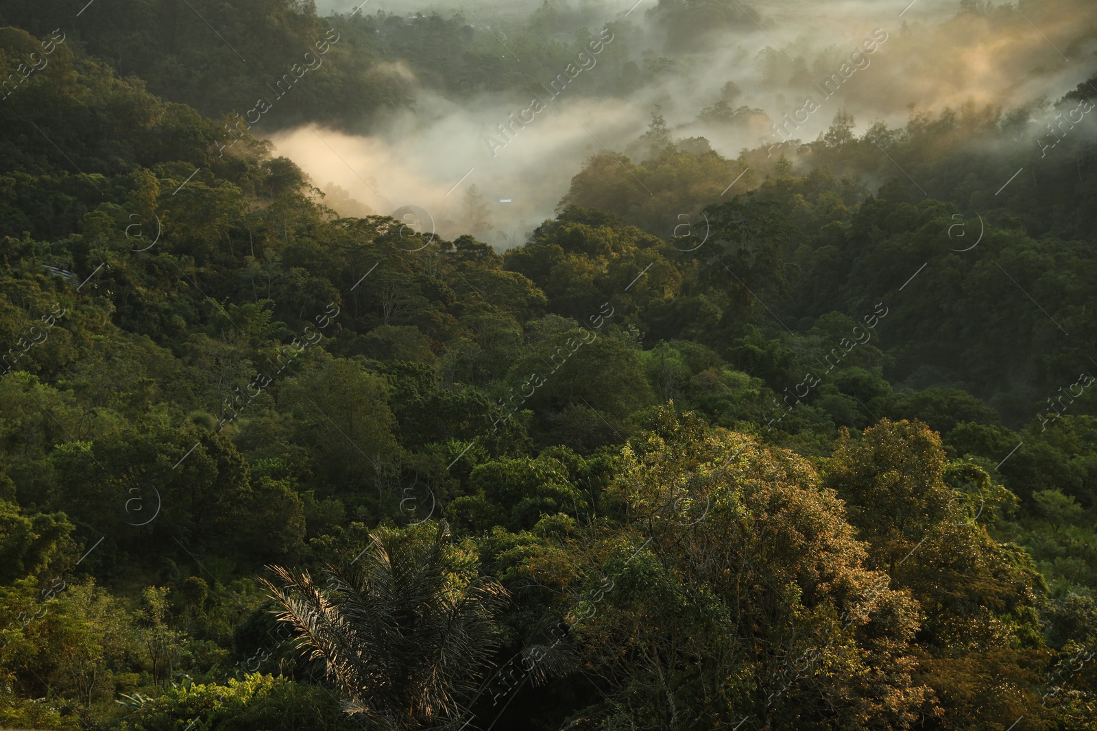View of beautiful mountain forest covered with fog Photo of View of beautiful mountain forest covered with fog