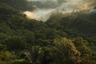 Photo of View of beautiful mountain forest covered with fog
