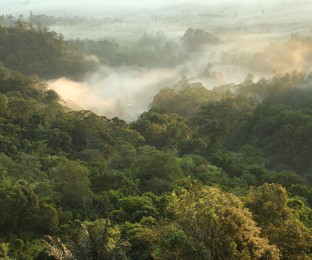 Photo of View of beautiful mountain forest covered with fog