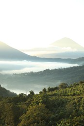 Photo of View of fog covering beautiful mountain forest