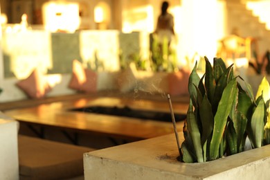 Photo of Plant with burning incense and stylish furniture indoors, selective focus