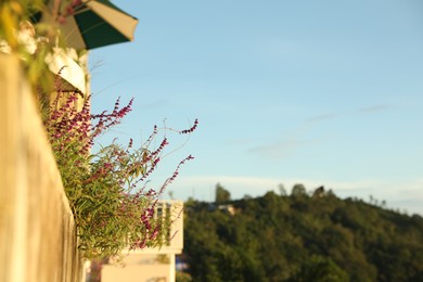 Photo of Beautiful plant growing on balcony outdoors, closeup. Space for text