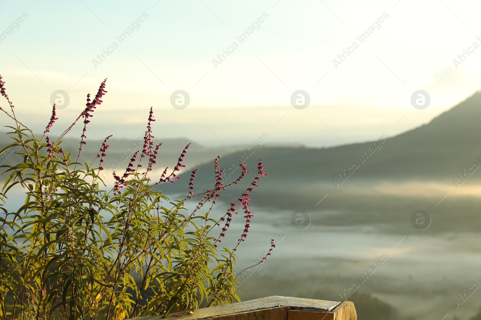 Beautiful plant growing against mountains covered with fog, closeup. Space for text Photo of Beautiful plant growing against mountains covered with fog, closeup. Space for text