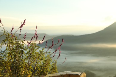 Photo of Beautiful plant growing against mountains covered with fog, closeup. Space for text