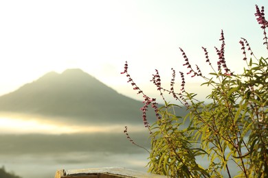 Photo of Beautiful plant growing against mountains covered with fog, closeup. Space for text
