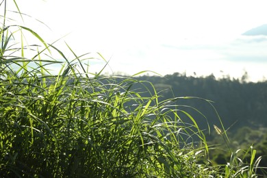 Photo of Green grass growing in beautiful mountain forest, closeup