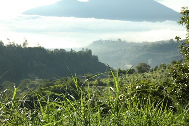 Photo of Green grass growing in beautiful mountain forest, closeup