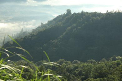 Photo of View of trees growing on beautiful mountain
