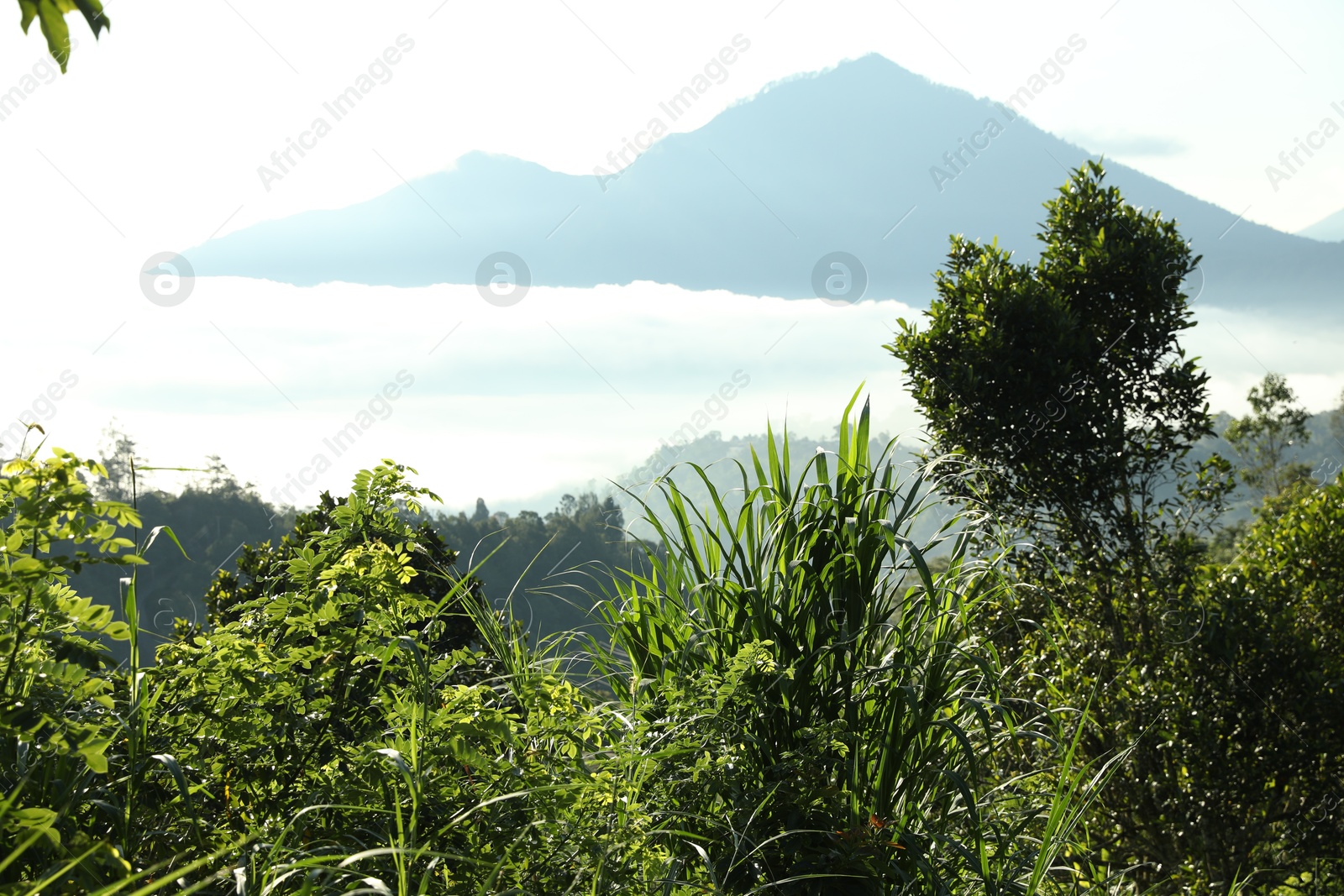 Different plants growing in forest on mountain Photo of Different plants growing in forest on mountain