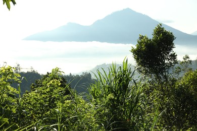 Photo of Different plants growing in forest on mountain