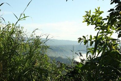 Photo of Different plants growing in forest on mountain