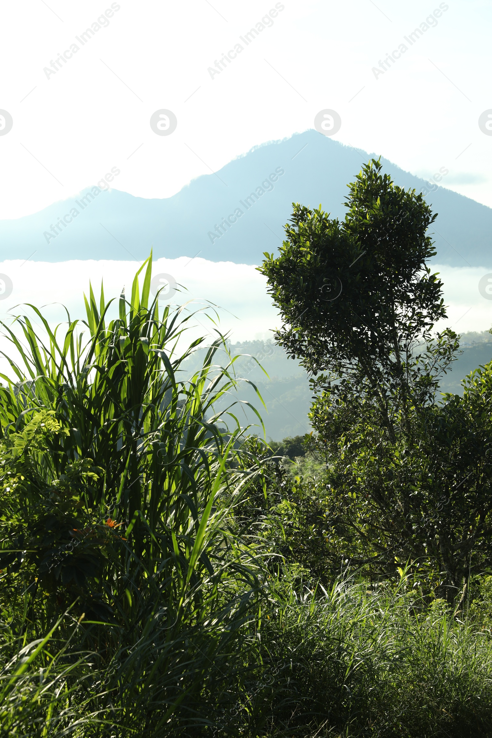 Different plants growing in forest on mountain Photo of Different plants growing in forest on mountain