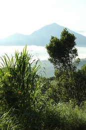 Photo of Different plants growing in forest on mountain