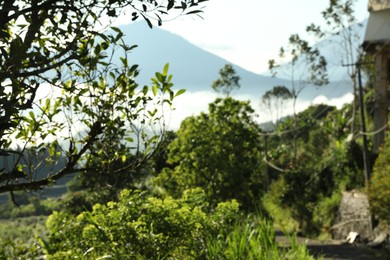 Photo of Blurred view of different plants in mountain forest