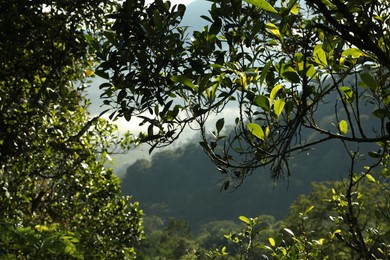 Photo of Beautiful tree growing in forest on mountain, closeup