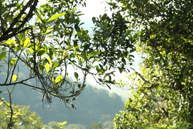 Photo of Beautiful tree growing in forest on mountain, closeup