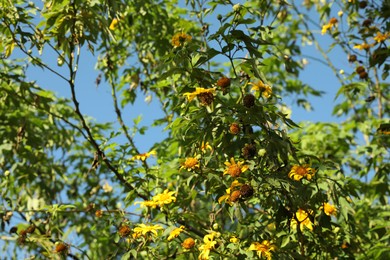 Photo of Plant with yellow flowers against blue sky, closeup